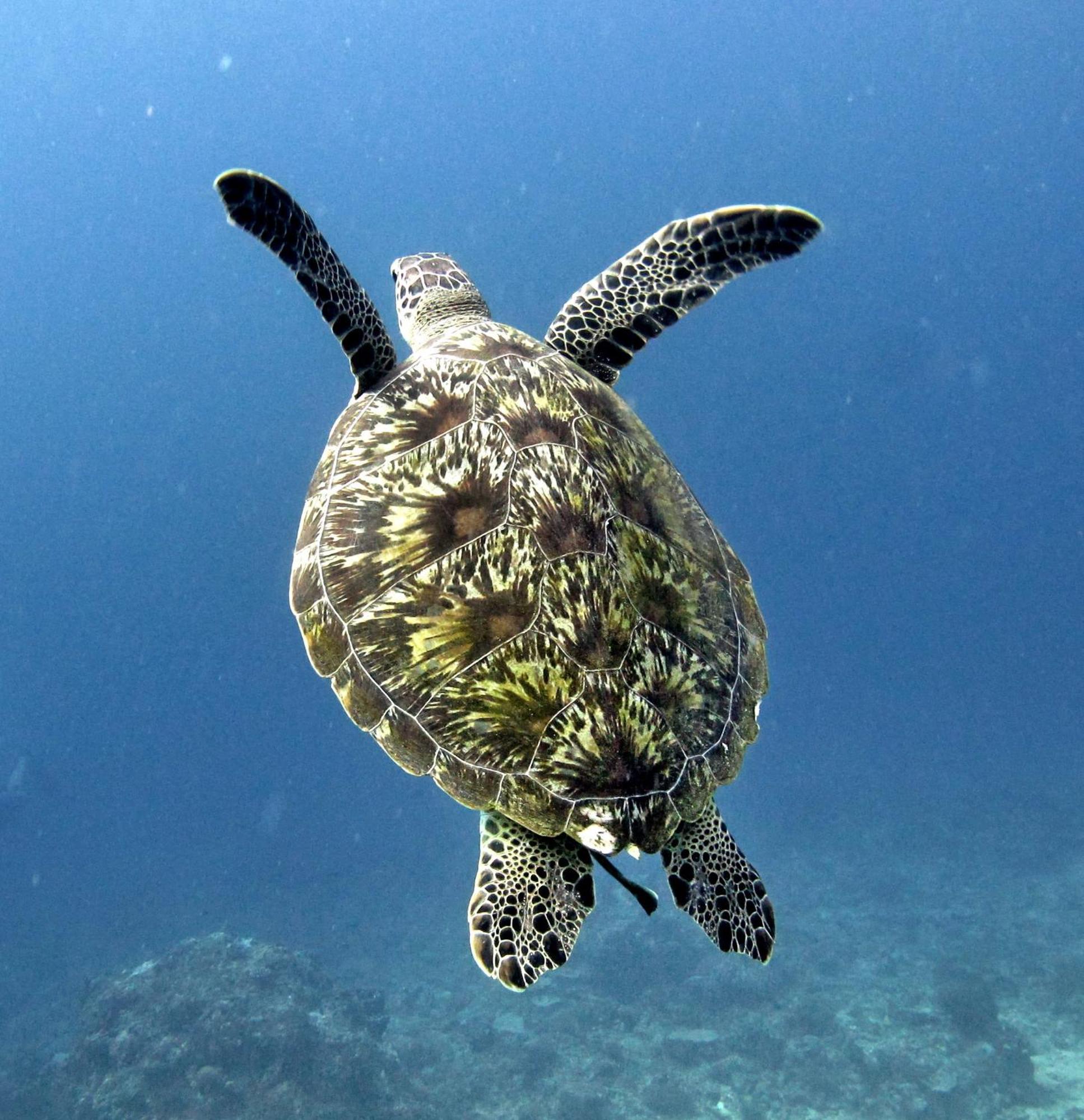 Manta Dive Gili Trawangan Resort Exterior foto